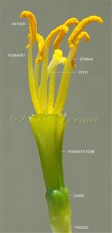  Stamens and Pistil